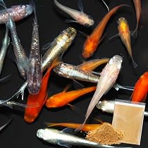 Amazon | メダカ 生体 ミックスメダカ 成魚 【極上万能粉エサ付き 