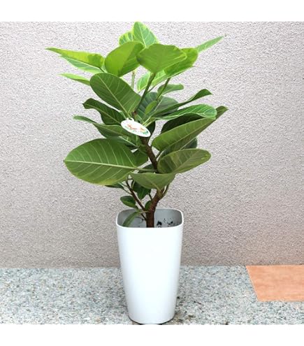 Amazon.co.jp: ショウナンゴムノキ（沼南ゴムの木） 10号サイズ : DIY