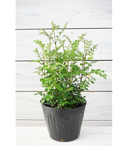 信濃クルミ　10苗 信濃クルミ 10苗 楽天市場】クルミ 信濃 苗木の通販