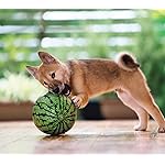犬 HD(1440×1280) 柴犬 犬 HD(1440×1280) 柴犬