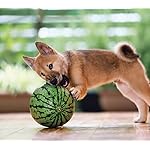 犬 QHD(1080×960) 柴犬 犬 QHD(1080×960) 柴犬