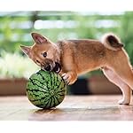 犬 Android(960×800)待ち受け 柴犬 犬 Android(960×800)待ち受け 柴犬