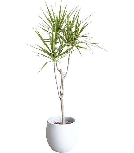 Amazon｜ドラセナ コンシンネ ホワイボリー 1番 観葉植物 インテリア