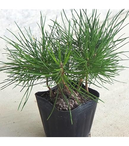 鬼胡桃（オニグルミ）盆栽 G001 菓子胡桃（カシクルミ）盆栽 SG001