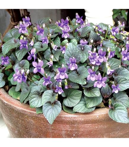 Amazon.co.jp: 山野草スミレの根付き苗 5株 抜き苗 紫か薄紫色の花