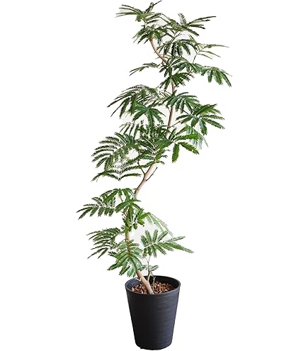 Amazon｜観葉植物 エバーフレッシュ 8号 【鉢カバー付】｜観葉