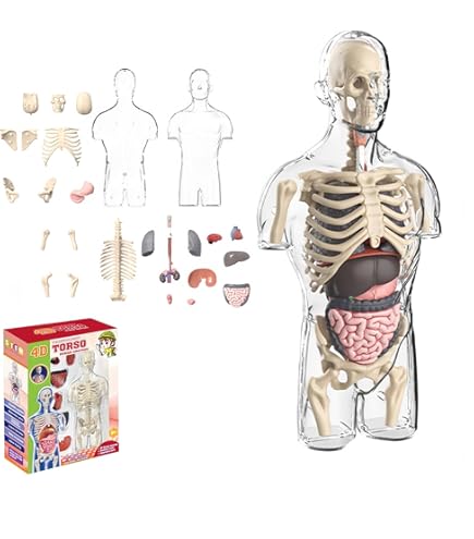 Amazon.co.jp: UKYCEORA 透明な人体解剖モデル、32cmの取り外し可能な