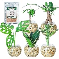 観葉植物 Amazon｜東京寿園 パキラ 観葉植物 本物 ミニ ハイドロ