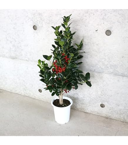 Amazon | 群馬県産 モミノキ 樹高0.9～1.0m 本物のクリスマスツリー