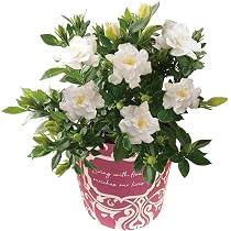 Amazon.co.jp: 花のギフト社 母の日 花 鉢植え ブーゲンビリア