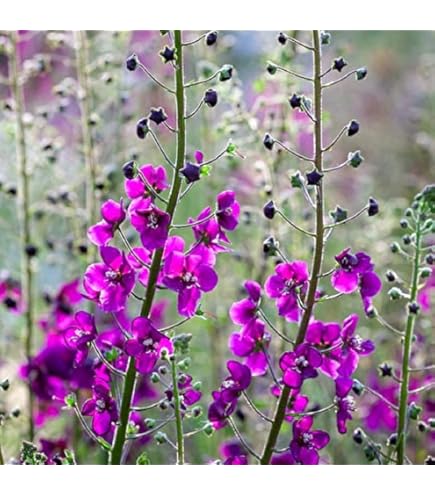 Amazon.co.jp: 宿根草 苗 アストランティア ローマ 10.5cmポット