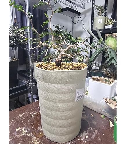 Amazon｜良血統オペルクリカリア パキプス｜観葉植物 オンライン通販