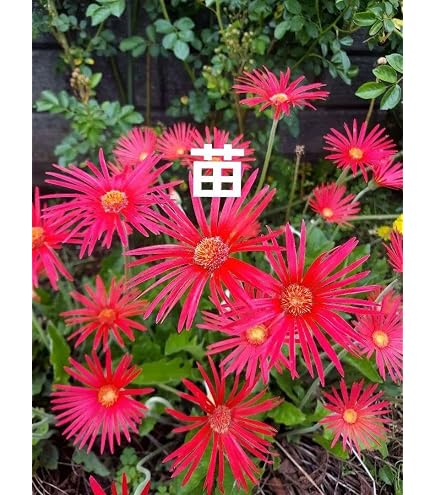 Amazon.co.jp: 原種ガーベラの苗 一株 : DIY・工具・ガーデン