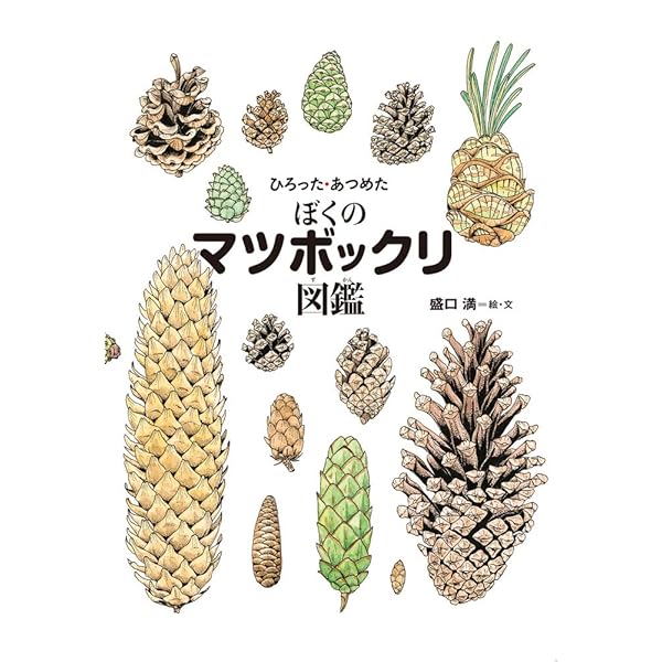 まつぼっくり　おまとめ3点 Amazon.co.jp: まつぼっくりノ-ト: ひろってふしぎつくってたのしい
