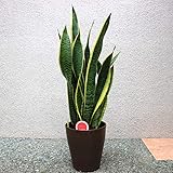 サンスベリア ローレンティー 観葉植物 小型 6号プラスチック鉢【品種で選べる観葉植物・リビングやオフィス向きサイズ/1個】学名：Sansevieria trifasciata ‘Laurentii’ リュウゼツラン科サンセベリア属/流通名：サンスベ