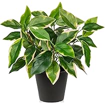 旅人の木 観葉植物 高さ110cm グリーン 事務所 カフェ インテリアグリーン 旅人の木 観葉植物 高さ110cm グリーン 事務所 カフェ