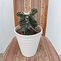 よしにゃあ　スピラリス　柱サボテン　アガベ　ユーフォルビア Euphorbia obesa ssp. symmetrica. ユーフォルビア シンメトリカ