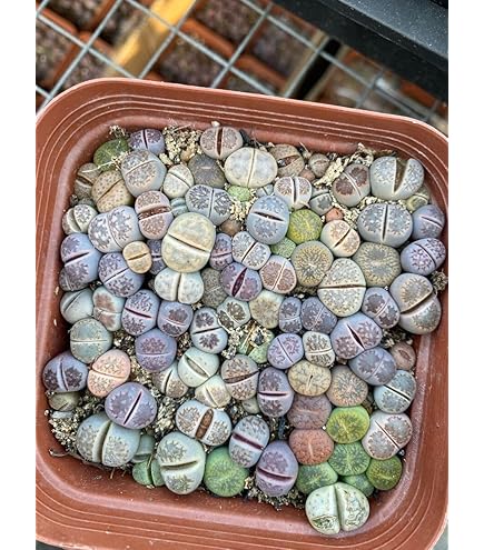 Amazon.co.jp: 当店農園生産ストリクチフローラ ノヴァstrictiflora