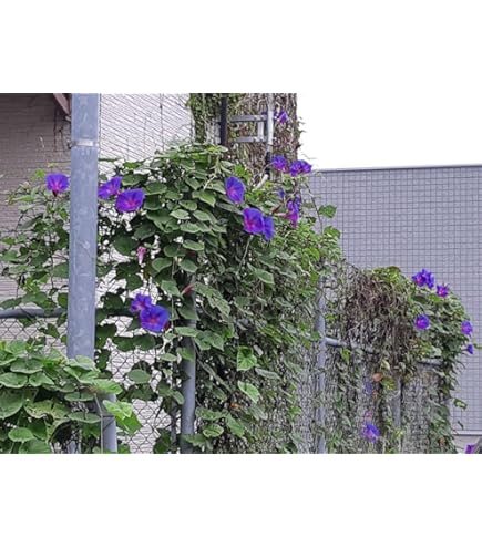 Amazon.co.jp: 変化朝顔の苗☆青笹葉瑠璃覆輪石畳咲☆一苗☆9