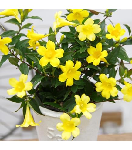 希少☆人気♡フィリカ プベッセンス ワフトフェザー♡お買い得写真７号 Amazon｜鉢花 観葉植物：フィリカ プベッセンス ワフトフェザー*7号