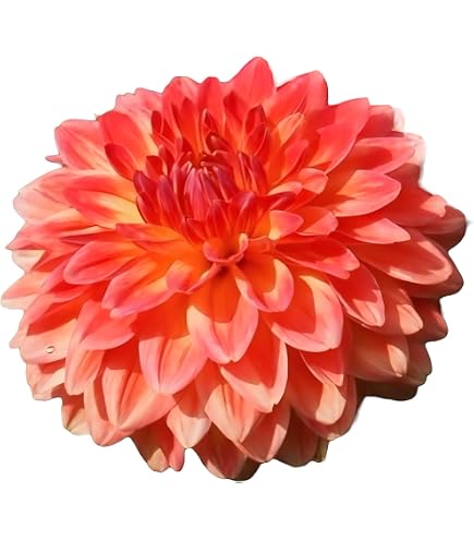 Amazon.co.jp: カフェオレディナープレート ダリア球根、植物、根、花
