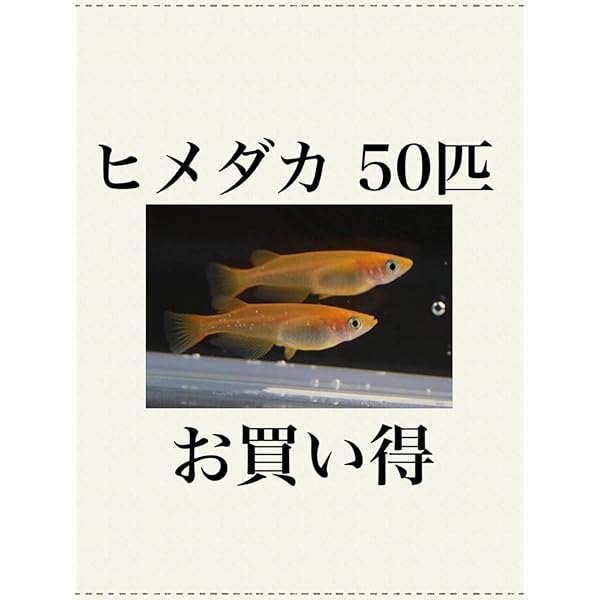Amazon | 【生体】ヒメダカ 30匹 大和郡山産 死着保障1匹 メダカ ...