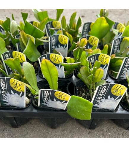 Amazon.co.jp: 月下美人大苗 7号サイズげっかびじん苗 月花美人苗開花