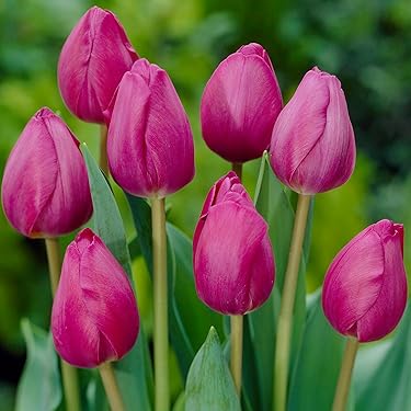 Amazon.co.jp 最新リリース: 球根 の新着ランキングです。