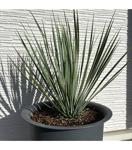 Amazon.co.jp: Yucca potosina ユッカポトシナ レア種 大型ブルー