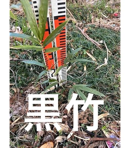 Amazon.co.jp: アカシアコンフサ 3年苗 高さ約1m : DIY・工具・ガーデン