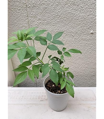 Amazon.co.jp: キャッサバ挿し木 埋め木 用苗50本 : DIY・工具・ガーデン