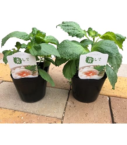 Amazon.co.jp: シソの苗 5本 無農薬 毎年収穫 シソ しそ 抜き苗 : DIY