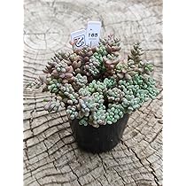 71SA1W7XAAL._AC_UL210_SR210,