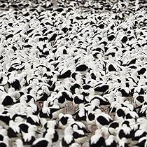 Amazon.co.jp: BEWARE OF THE DOGS: ミュージック