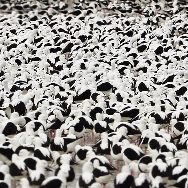 洋楽 Stella Donnelly - Beware Of The Dogs LP ODctMzIwNi5qcGVn.jpeg