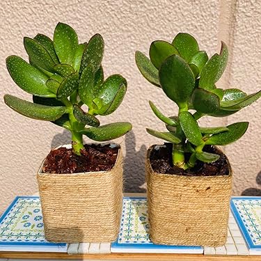 今から本番アラマンダの苗木樹高50センチ以上夏から晩秋迄咲き続けます。おまけ付き 今から本番アラマンダの苗木樹高50センチ以上夏から晩秋迄咲き続け