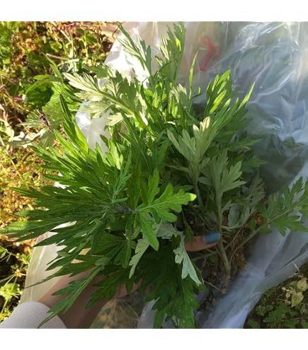 Amazon.co.jp: からたち カラタチ の苗 9本セット農薬不使用 実生苗