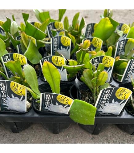 Amazon.co.jp: 月下美人大苗 7号サイズげっかびじん苗 月花美人苗開花