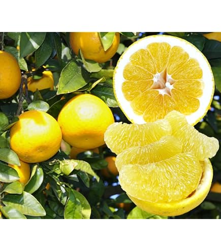 Amazon.co.jp: 【大玉サイズ】【ご家庭用】高知特産 土佐文旦 3L～4L