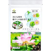 Amazon.co.jp: [eGreen] 蓮の種 ミニハス フラワーロータス 種 8粒 君