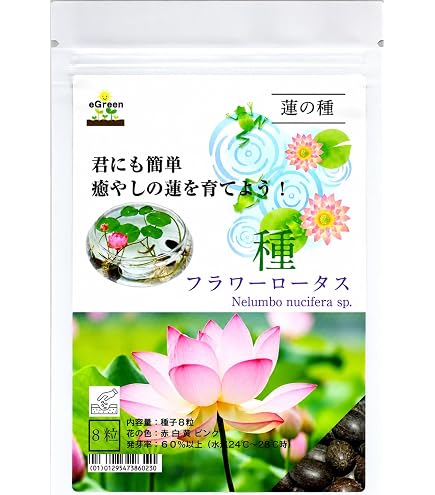 Amazon.co.jp: 世界三大花木のドワーフジャカランダ継ぎ木 矮性種