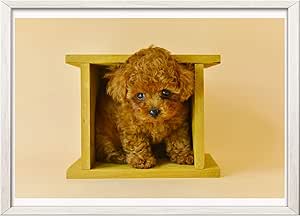 Amazon Co Jp Gawz Japan サイズポスター トイプードル 2 ペット 動物 犬 フレームなし 光沢用紙210 297mm ホーム キッチン
