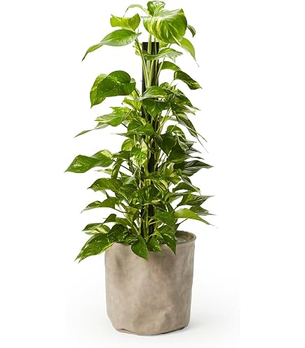 Amazon｜花のギフト社 シェフレラ 観葉植物 本物 大型「ハッピー