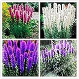 100pcs/Gayfeather (Liatris Spicata) seeds Bonsai Plant flower seeds for home garden. Mixed Color,Per