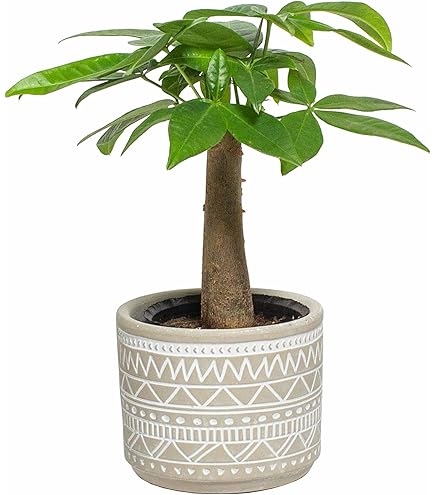 Amazon｜（観葉植物）パキラ 3～3．5号（1ポット） 北海道