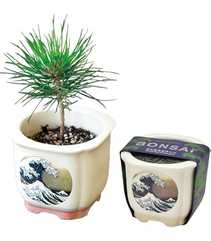Amazon｜聖新陶芸 春/秋の 手のひら庭園 まめ盆栽 盆栽キット ミニ