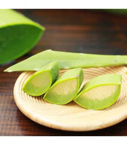 沖縄県産アロエベラ 抜き苗 多肉植物 農薬不使用 沖縄県産アロエベラ