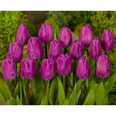 Amazon.co.jp 最新リリース: 球根 の新着ランキングです。