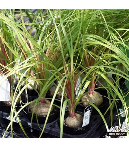 Amazon｜トックリラン（ノリナ） 2号ポット[観葉植物]｜観葉植物
