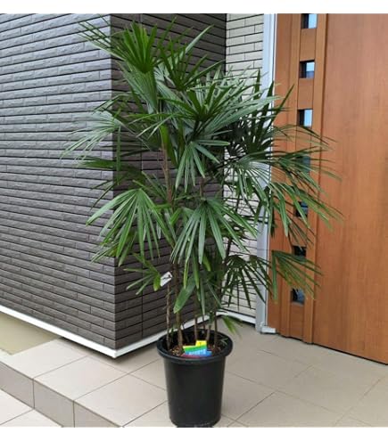 Amazon｜棕櫚竹(シュロチク) 中鉢(8号)｜観葉植物 オンライン通販